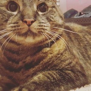 Meet your Posher, Peyton